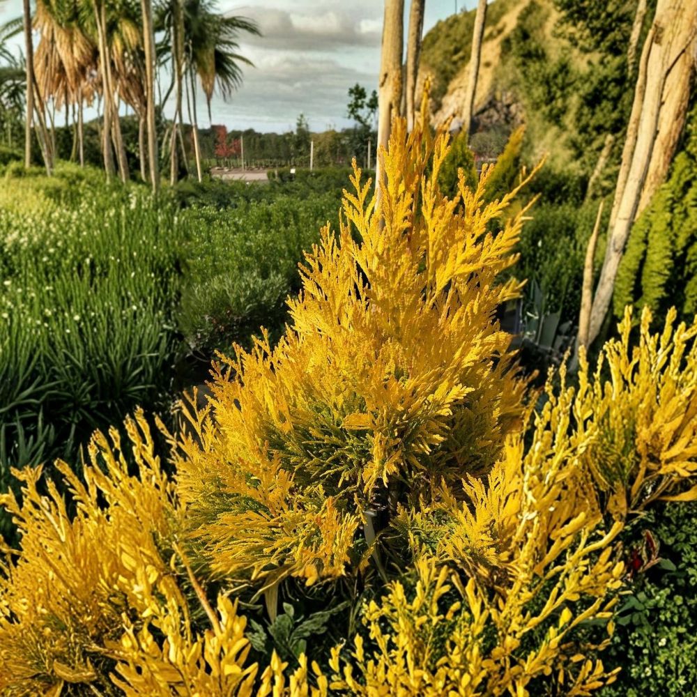 Golden Arborvitae Plant – Thuja plicata | 8–14" Live Evergreen Seedling | Golden Foliage Privacy Hedge | Quart Pot | Zones 4–7