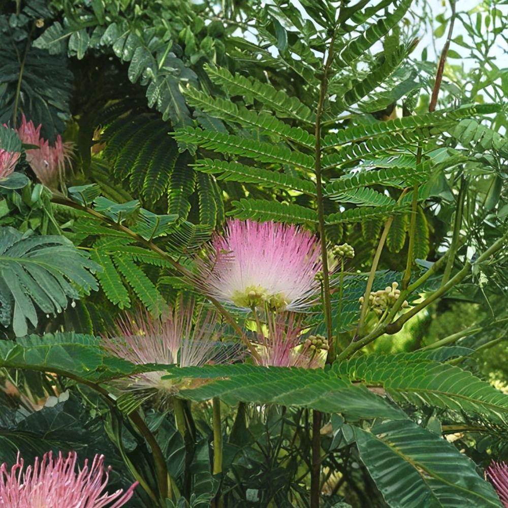 Mimosa Tree – Albizia julibrissin Live Plant | 10 Inches Tall | Includes Nursery Pot | Persian Silk Tree | Fast-Growing Ornamental