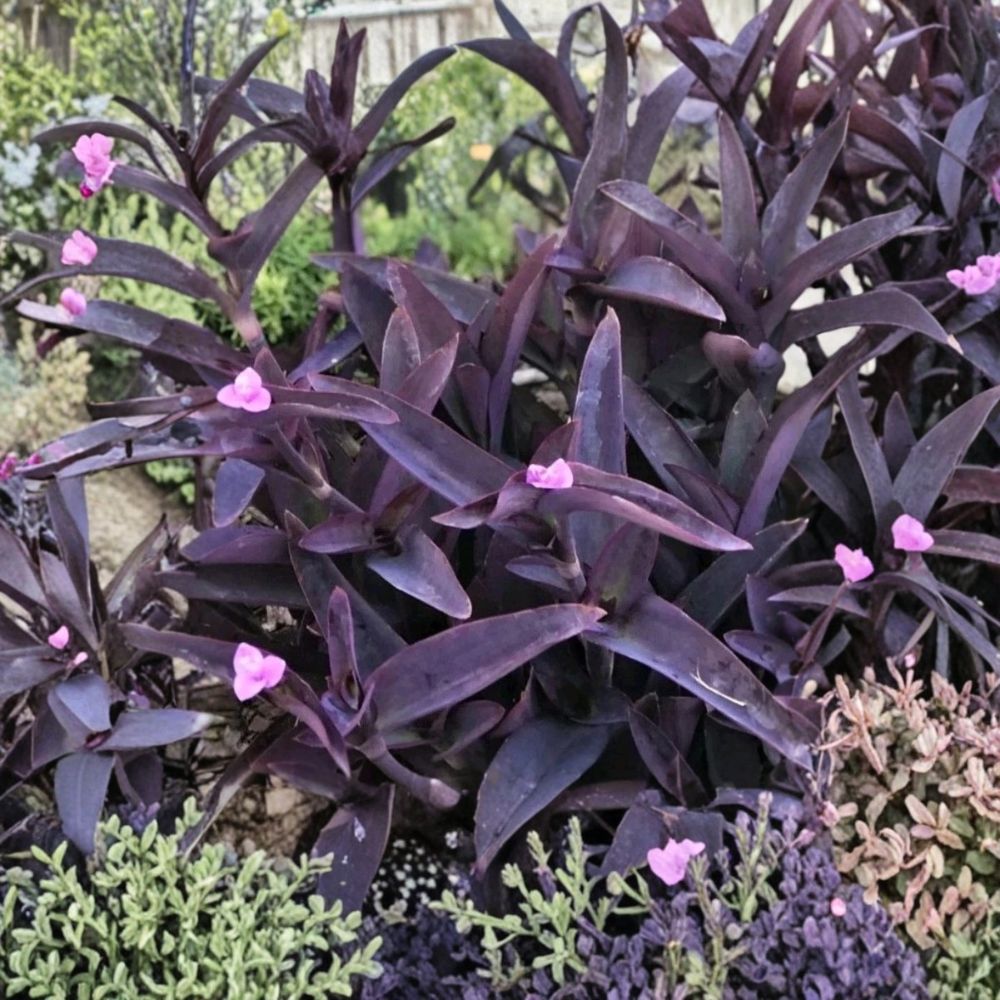 6 Purple Heart Unrooted Cuttings – Tradescantia pallida | 6 Inches Long | Fast Growing Trailing Plant | Easy to Root | Indoor & Outdoor Friendly