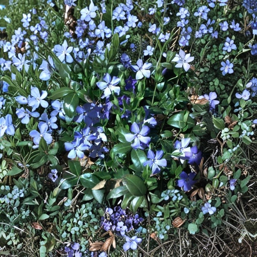 25 Creeping Myrtle Live Plants | Bare Root Vinca Minor | Evergreen Ground Cover | Deer Resistant | Easy to Grow | Hardy Perennial