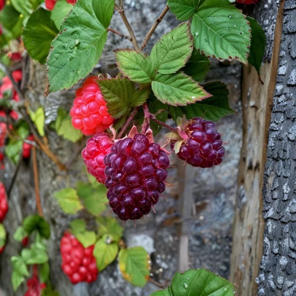 Glencoe Raspberry Plant – Rubus ‘Glencoe’ | Purple Thornless Raspberry | 4" Live Starter | Edible Berry Plant | Ships Without Pot