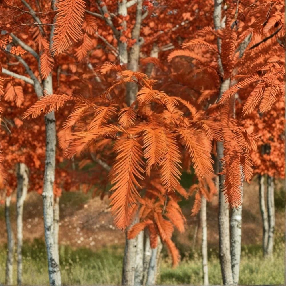 Live Dawn Redwood Plant – Metasequoia glyptostroboides | Quart Pot | Fast Growing Deciduous Conifer | Ornamental Shade Tree