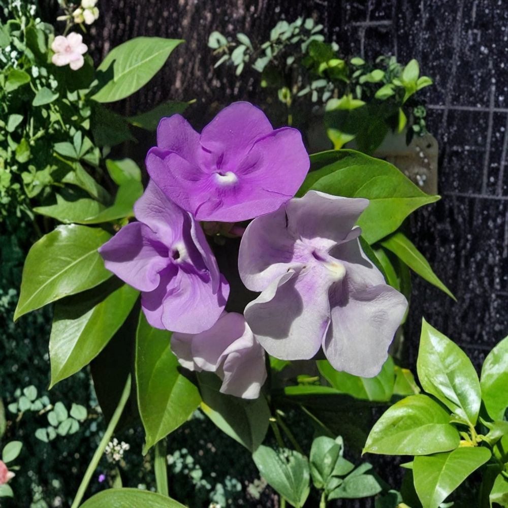 Yesterday Today Tomorrow Live Plant – Brunfelsia pauciflora | 4 Inch Pot | Purple, Lavender & White Flowering Shrub | Fragrant Garden Plant | Easy to Grow