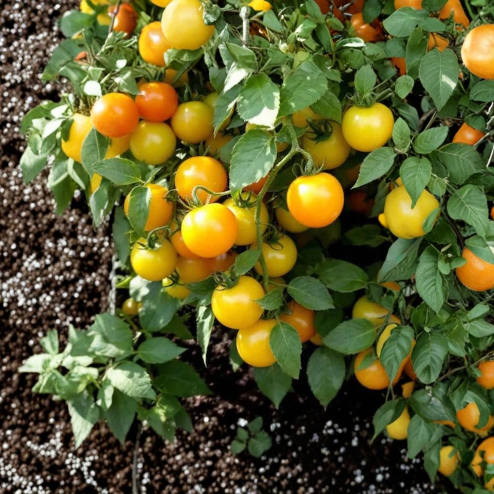Sun Sugar Yellow Golden Tomato – 2 Live Plants | 6–10 Inches Tall | Sweet Cherry Tomato | Garden & Container Ready