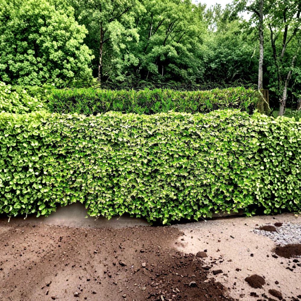 5 English Ivy Live Bare Roots | 2–3 Inches Long | Evergreen Ground Cover | Climbing Vine | Living Fence | Ready to Plant