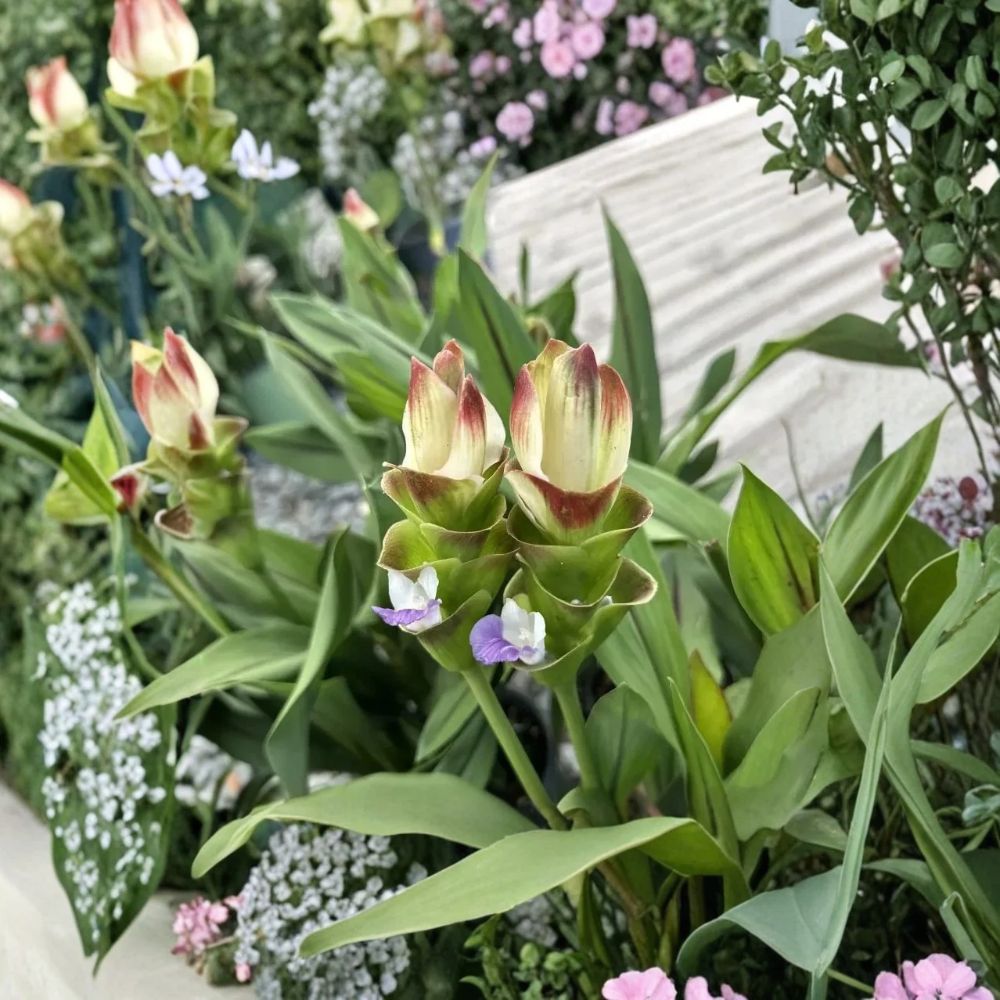 Live Siam Solar Curcuma Plant – 4 Inch Starter | Ornamental Ginger | Tropical Flowering Plant | Ships Without Pot