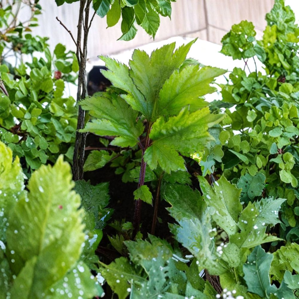 Ashitaba Live Plant – Angelica keiskei Rooted Starter | Japanese Tomorrow's Leaf (明日葉) | Rare Red Stem Variety | Nutritional Herb