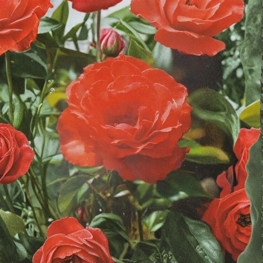 Impatient Floribunda Rose – Live Bush Plant | 2 Gallon Size | Includes Rooted Rose Ready for Planting | Landscape & Garden Friendly | Easy to Grow
