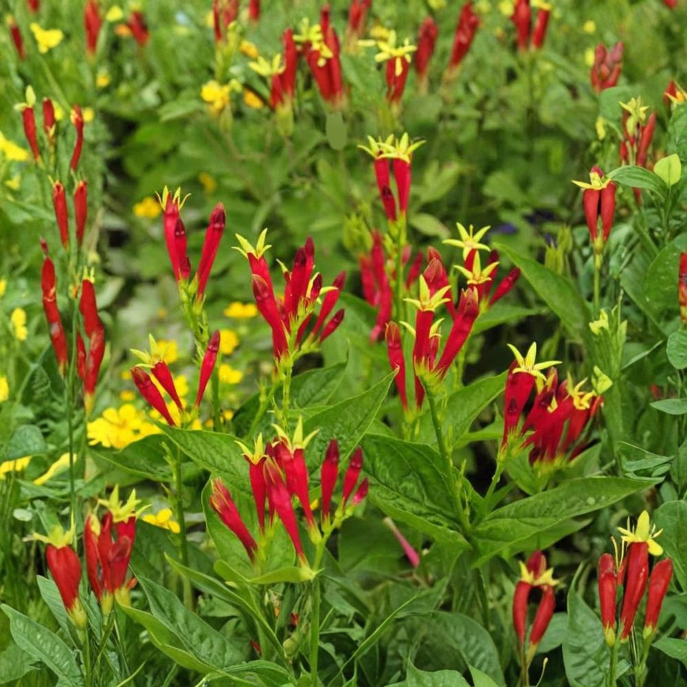 Indian Pink Bare Root Live Plant – Spigelia marilandica | Native Perennial Wildflower | Hummingbird Friendly | Shade Garden Favorite | Easy to Grow