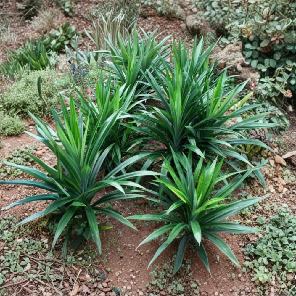 Pandan Plant – Pandanus amaryllifolius | Live Fragrant Tropical Herb | 5–8" Tall | Edible Aromatic Leaves | Indoor or Outdoor