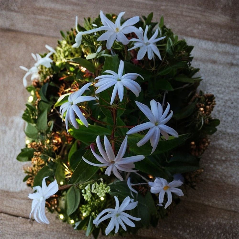 Angel Wing Star Jasmine – Jasminum nitidum Live Plant | 10–14 Inches Tall | Includes 4 Inch Nursery Pot | Fragrant Tropical Vine