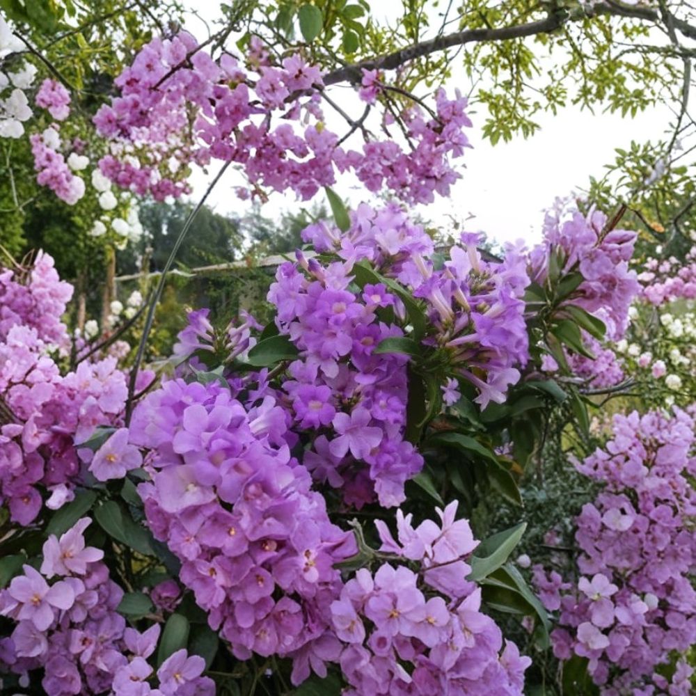 Garlic Vine Live Plant – Purple Trumpet Flower Vine Starter | 6–8 Inches Tall | Includes Rooted Plant | Fast Growing Climbing Vine | Trellis & Fence Friendly