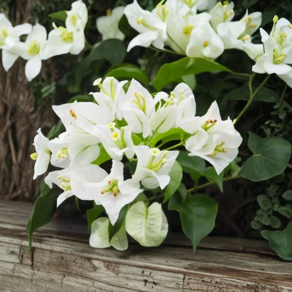 2 White Bougainvillea Plants – Live Flowering Vine | 5–9" Well-Rooted Starters | Trellis & Fence Vine | Full Sun | Zones 9–11