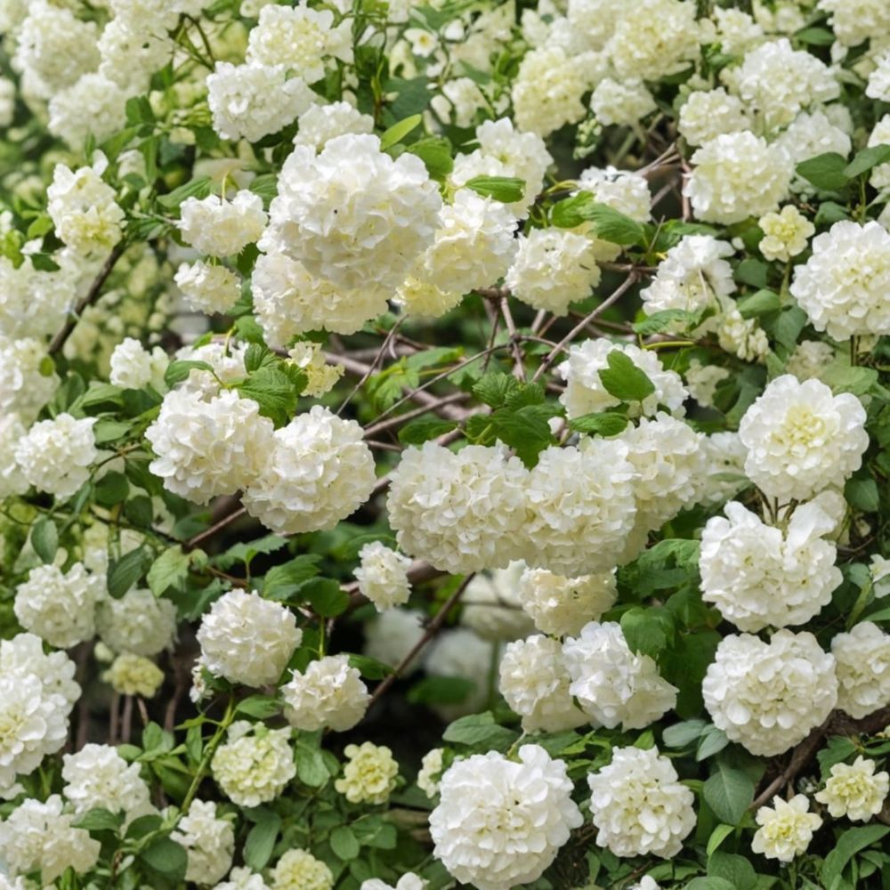 Old Fashion Snowball Viburnum Live Plant – 4–12 Inches Tall | 4 Inch Pot | White Flowering Shrub | Garden Hedge | Easy to Grow