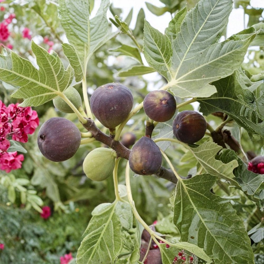 6 Fig Tree Cuttings – Brown Turkey, Celeste or Black Mission | Fresh Unrooted Cuttings | 6–8" | Fig Propagation