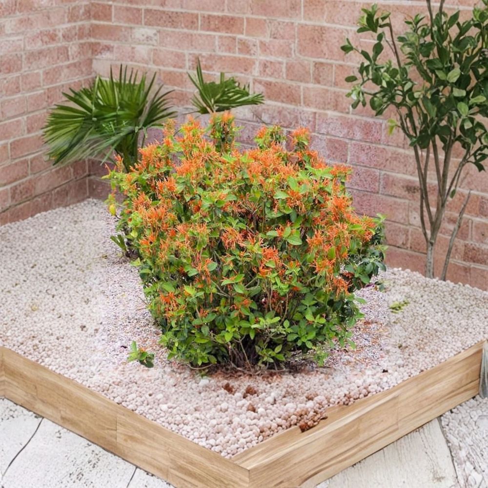 Mexican Honeysuckle Plant – Justicia spicigera | Live 1 Gallon Shrub | Orange Blooms | Hummingbird Plant | Drought Tolerant