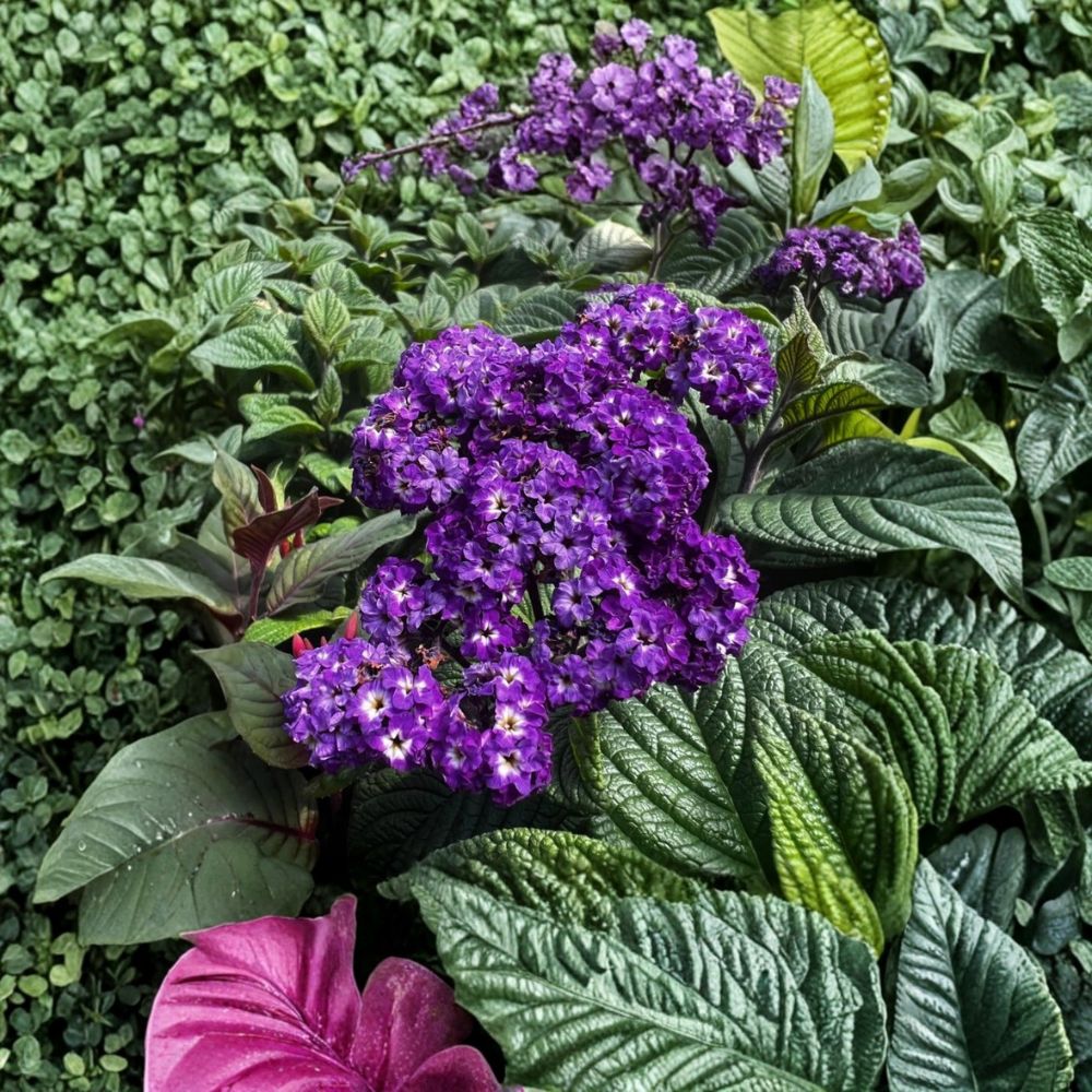 2 Live Heliotrope 'Fragrant Delight' Plants | 4–6 Inches Tall | Fragrant Purple Flowers | Rooted Starter Plants | Ships Bare Root | No Pot