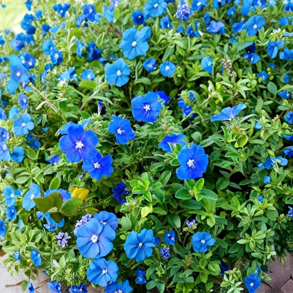 2 Live Evolvulus Blue Daze Plants – 4–6 Inches Tall | Vibrant Blue Flowering Groundcover | Drought Tolerant Starter Plants | No Pot