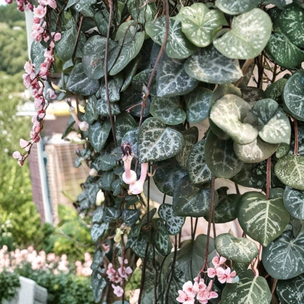 String of Hearts Plant – Ceropegia woodii | Live Rosary Vine | 2.5" Pot | Heart-Shaped Trailing Houseplant | Easy Care