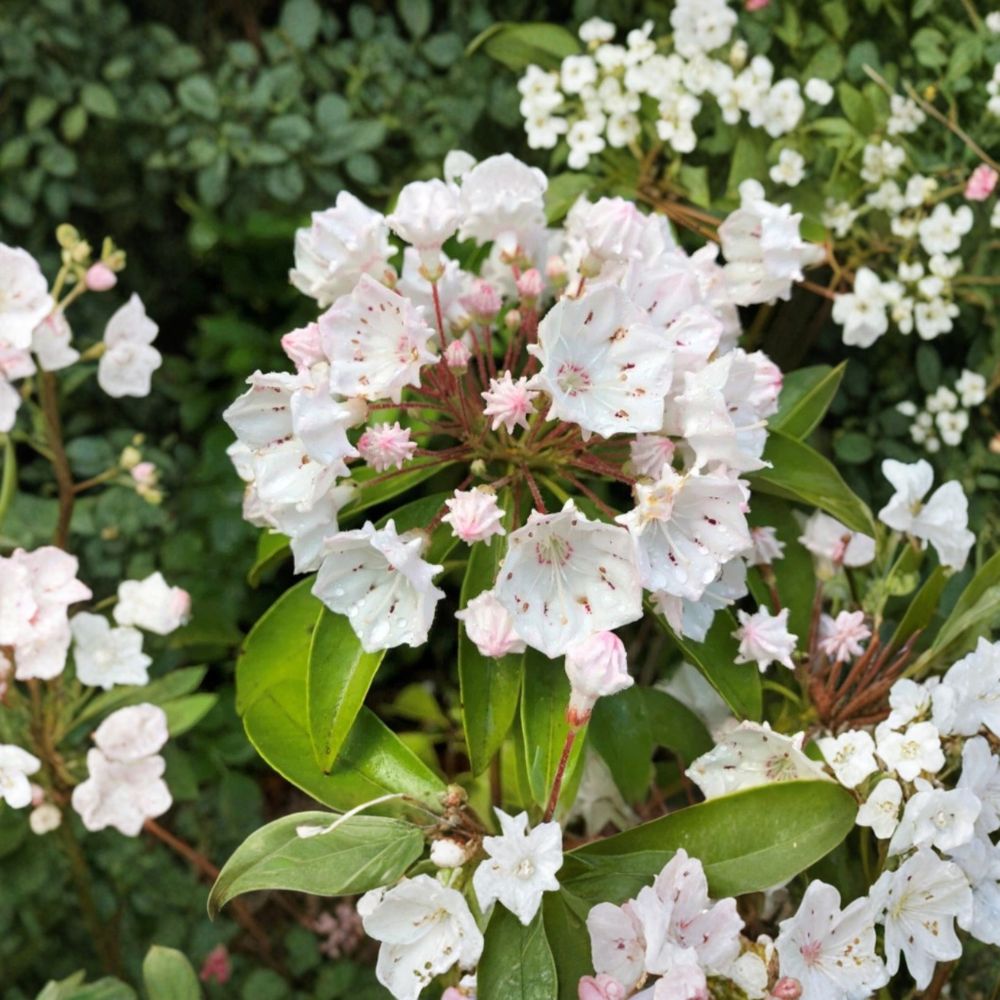 White Mountain Laurel Live Plant – Bare Root | 2+ Feet Tall | Native Flowering Shrub | Evergreen Landscape Plant | Easy to Grow