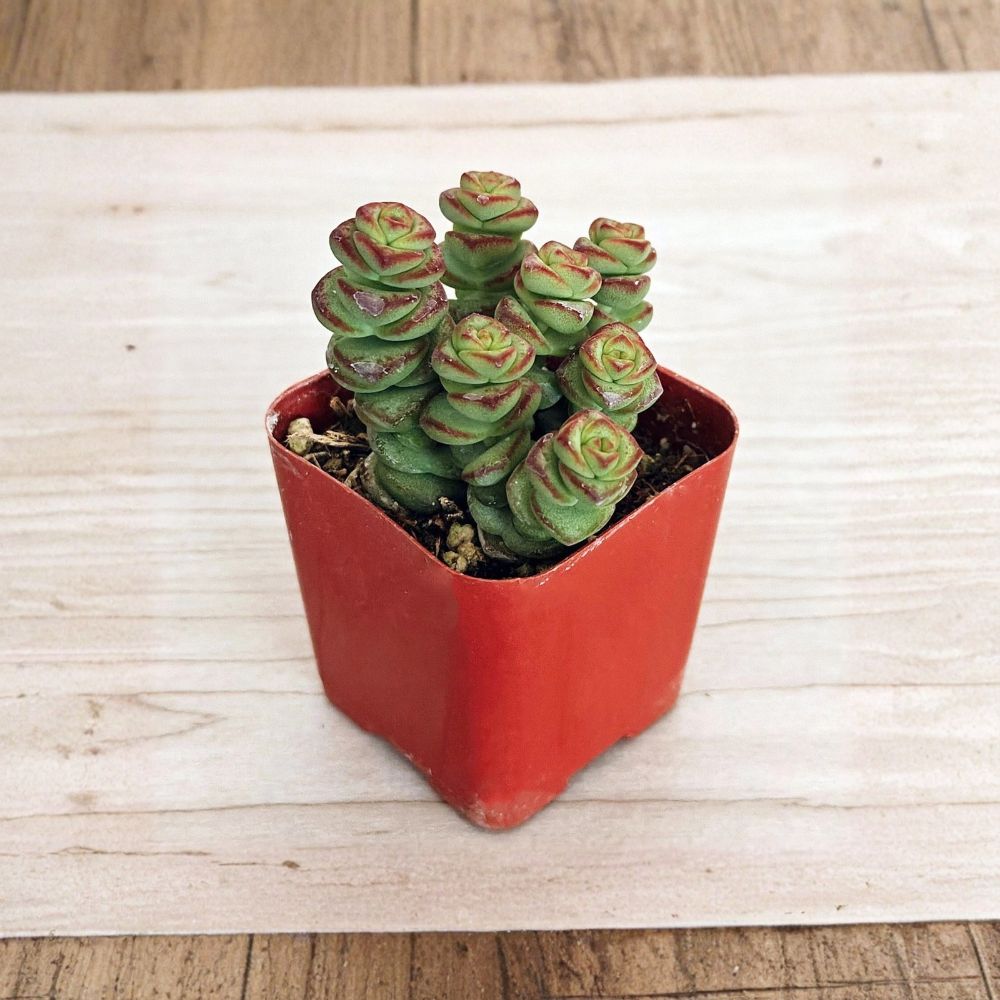 Live Crassula Baby Necklace Succulent – 2 Inch Pot | Green & Red Trailing Succulent | Easy Care Houseplant | South African Succulent
