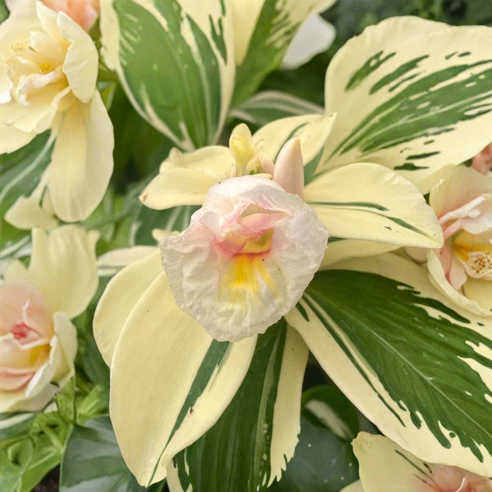 Variegated Spiral Ginger – Costus speciosus 'Variegata' Live Rooted Plant | 3 Inch Nursery Pot | Tropical Ornamental | White & Green Foliage
