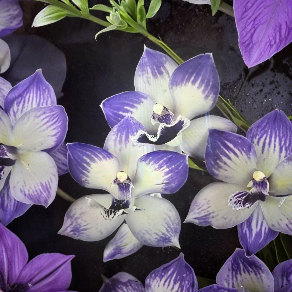 Tat Melinda Marie 'Blue Sapphire' Orchid – Fragrant Live Bare Root Plant | 1 Small Bulb | Exotic Orchid | Easy to Grow
