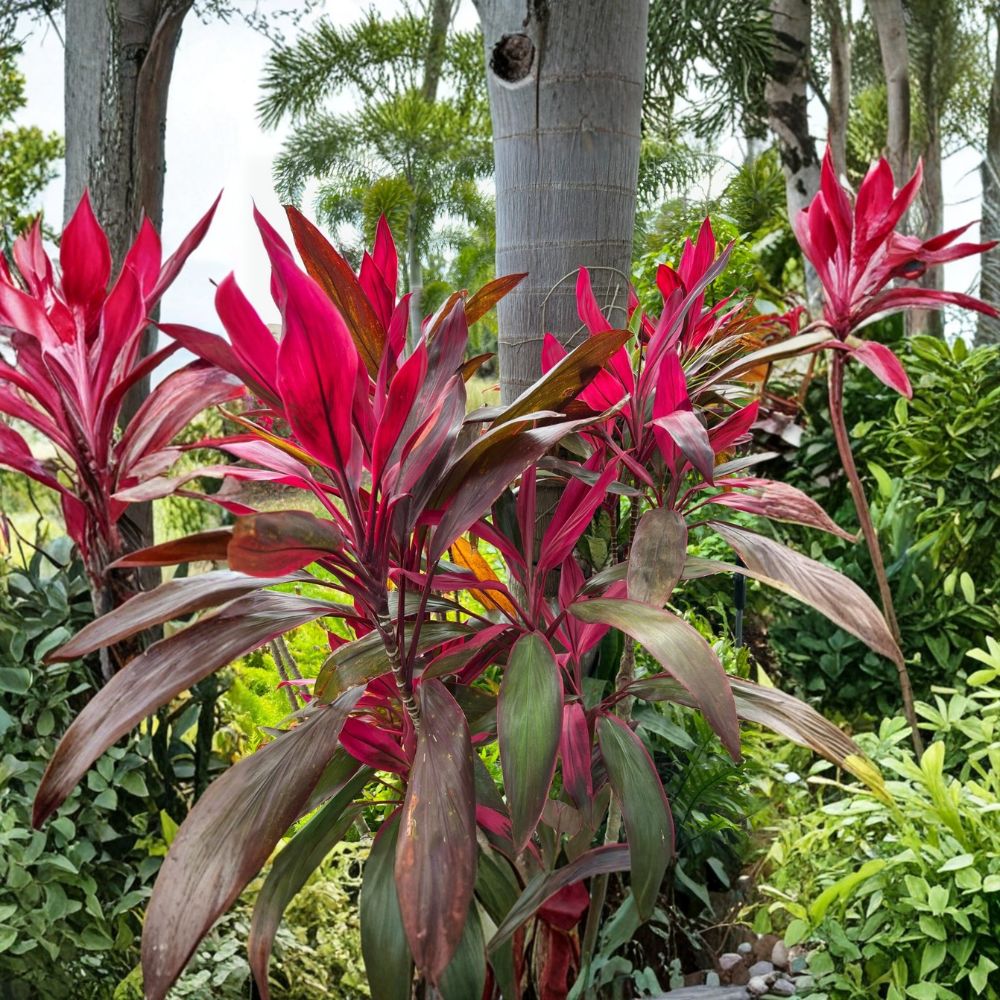 Hawaiian Ti Plant 'Red Sister' – Cordyline fruticosa Live Plant | 4 Inch Nursery Pot | Tropical Houseplant | Colorful Evergreen Foliage