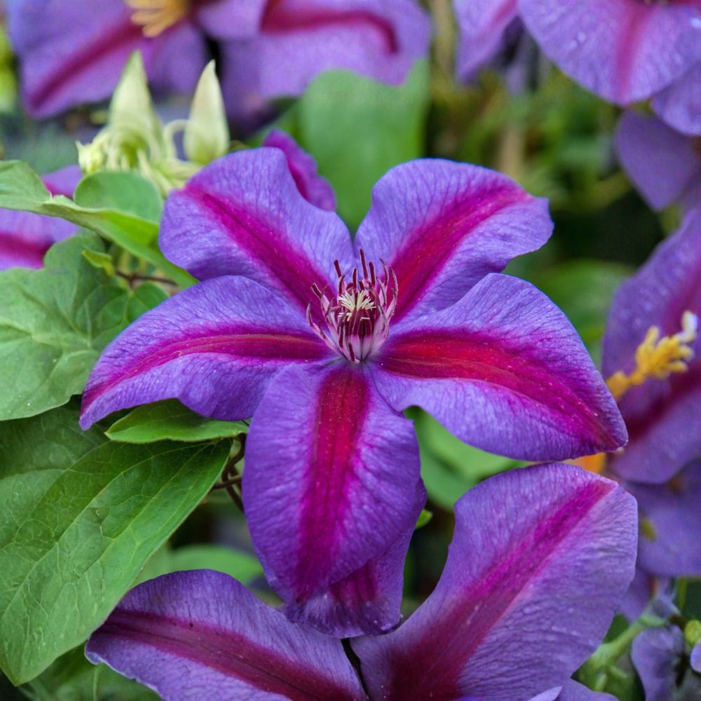 Clematis 'Mrs. N. Thompson' – Live Rooted Vine Plant | Quart Nursery Pot | Purple Flowering Climbing Vine | Easy to Grow