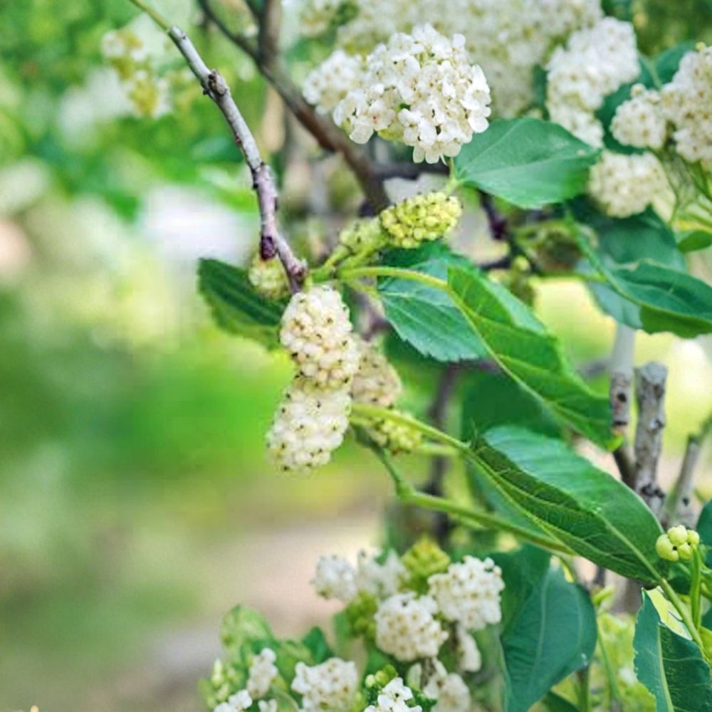 White Mulberry Tree – Morus alba Live Bare Root Starter | 12–24 Inches Tall | Fast Growing Fruit Tree | Easy to Grow