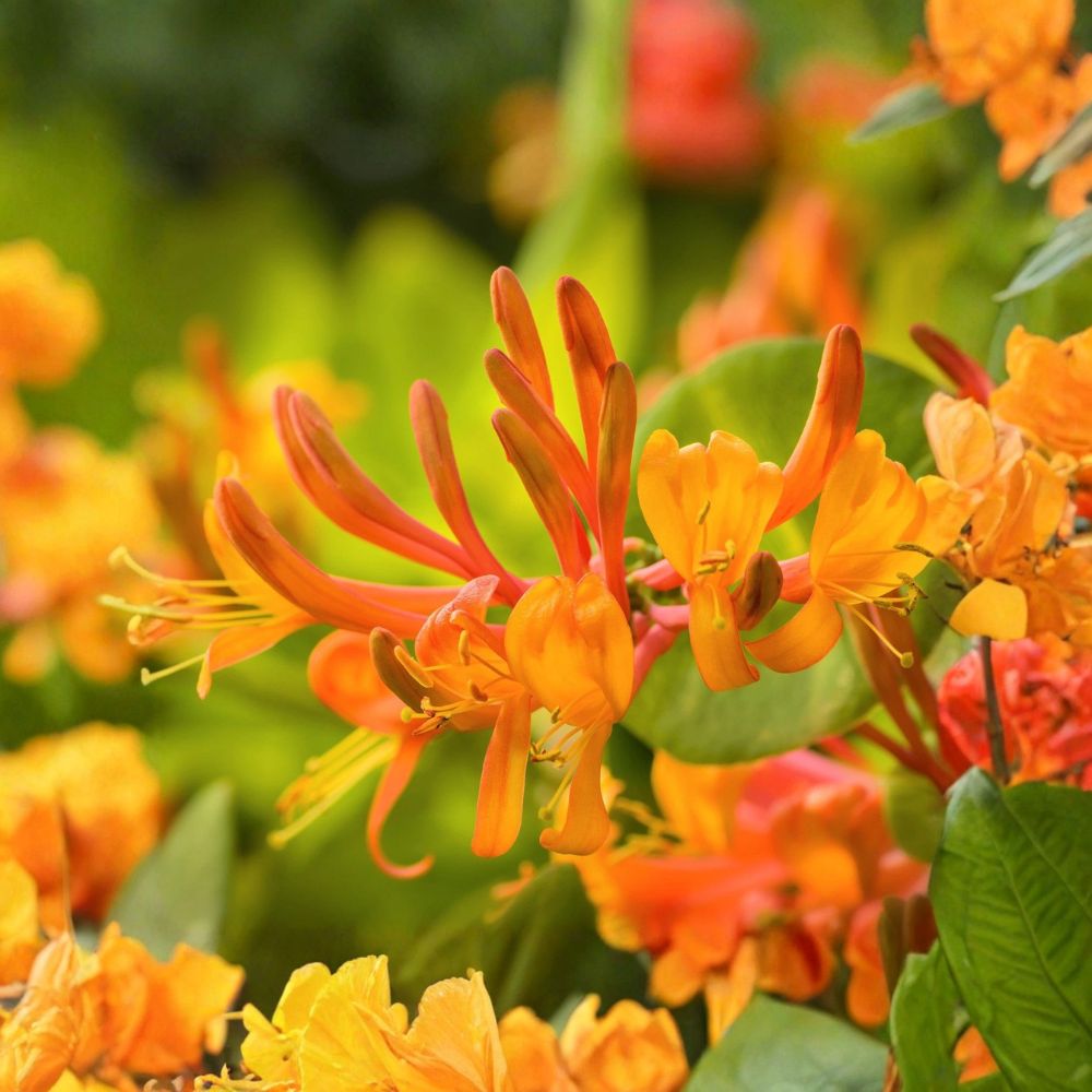 Mandarin Honeysuckle Vine – Live Rooted Plant in Quart Pot | Orange Trumpet Flowers | Hummingbird Friendly | Easy to Grow