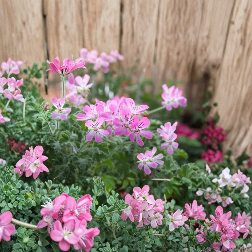 Rose Scented Geranium – Pelargonium graveolens 6 Live Cuttings | Fresh Tip Cuttings | Fragrant Herb | Easy to Root