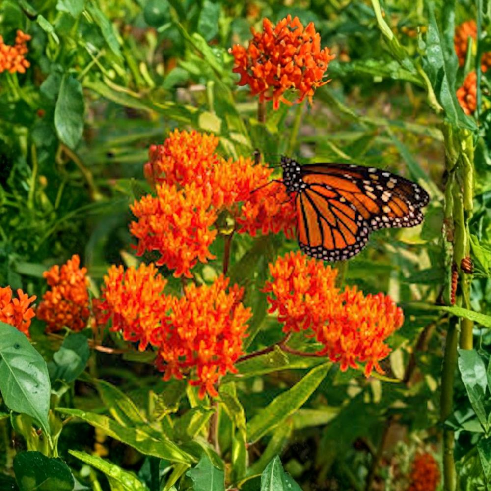 Butterfly Weed – Asclepias tuberosa 10 Bare Live Roots | Native Milkweed Wildflower | Monarch Butterfly Plant | Pollinator Garden Favorite