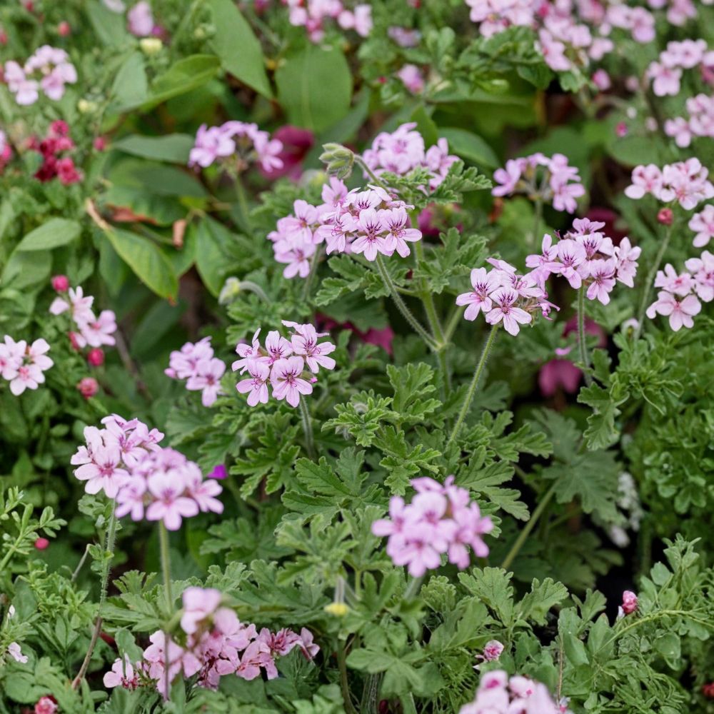 Rose Scented Geranium – Pelargonium graveolens 6 Live Cuttings | Fresh Tip Cuttings | Fragrant Herb | Easy to Root