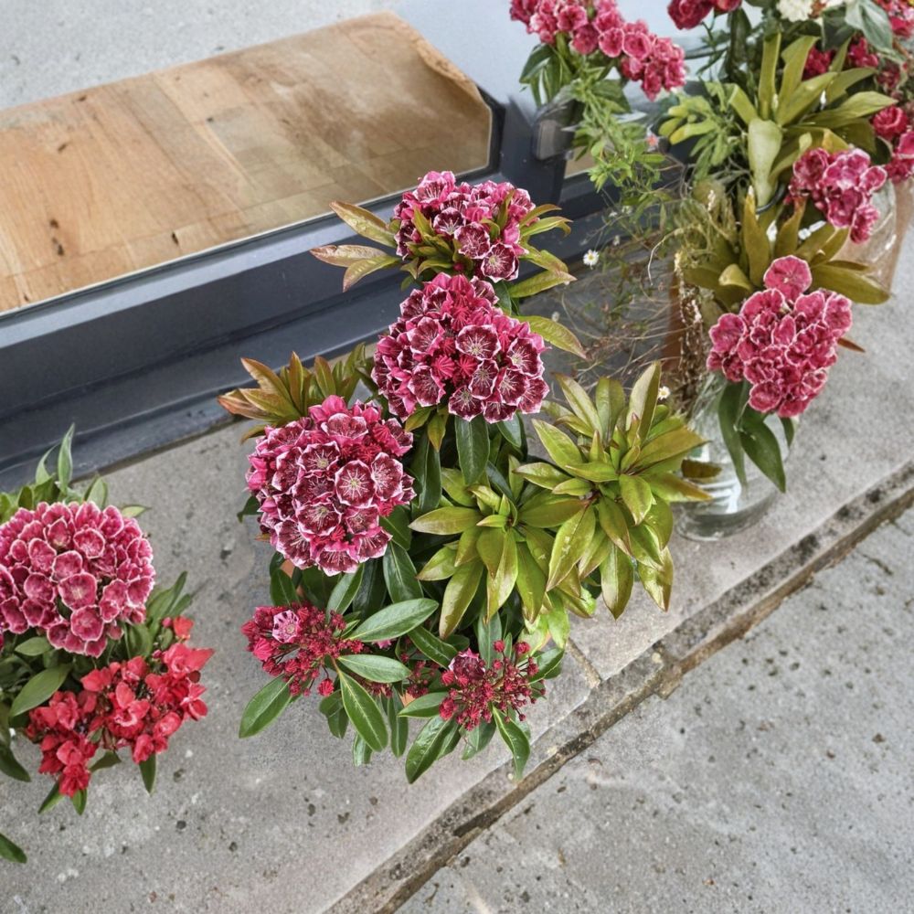 Keepsake Mountain Laurel – Kalmia latifolia Live Starter Plant | 4–8 Inches Tall | Includes Nursery Pot | Native Evergreen Shrub
