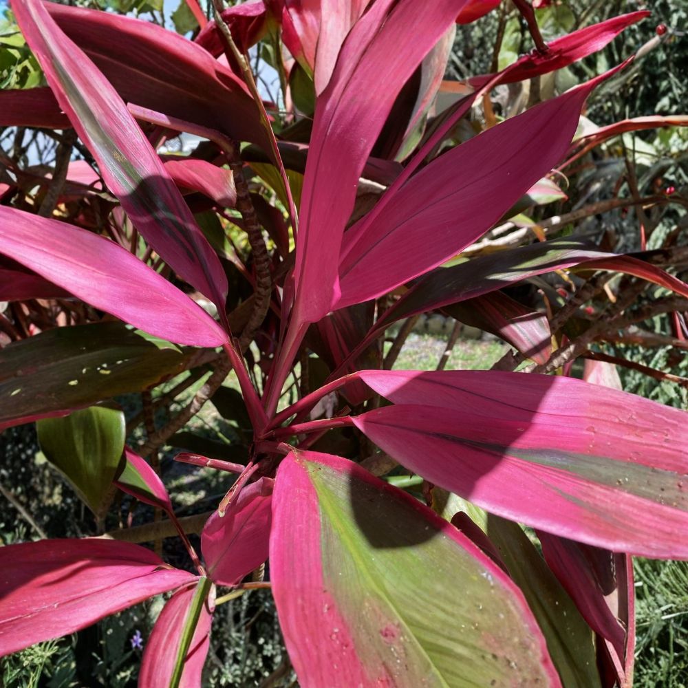 Hawaiian Ti Plant – Cordyline fruticosa 8 Live Cuttings | 5–7 Inches Long | No Roots or Soil | Tropical Ornamental | Easy to Propagate
