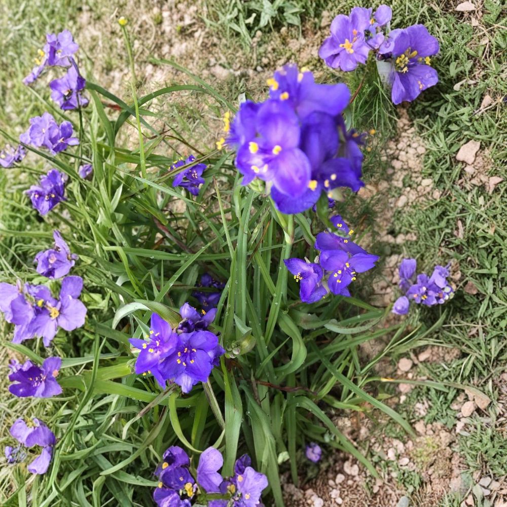 25 Live Spiderwort Bare Root Rhizomes – Tradescantia Perennial Bulbs | Purple Flowering Plants | Fast Growing Garden Favorite