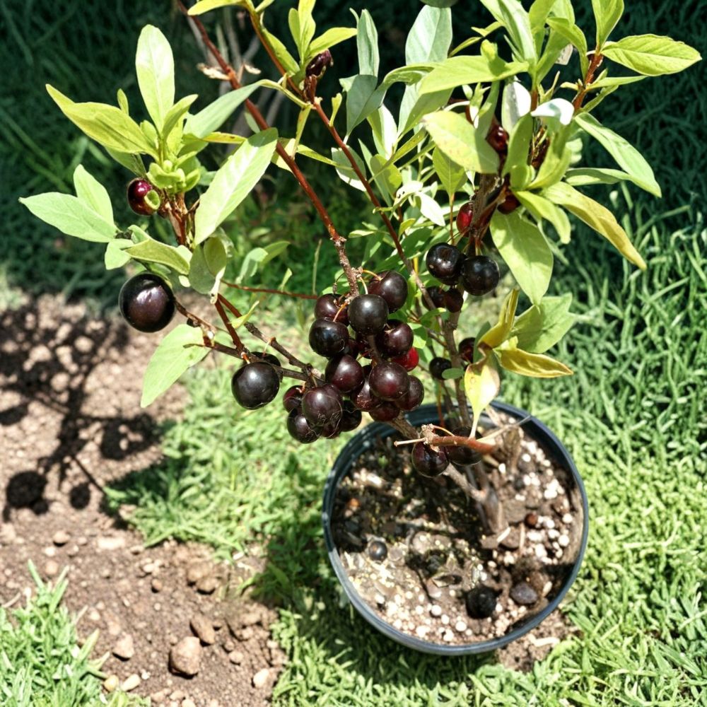 Hansen's Bush Cherry – Prunus Hybrid Live Rooted Plant | Self-Pollinating Fruit Shrub | Zones 2–8 | Easy to Grow