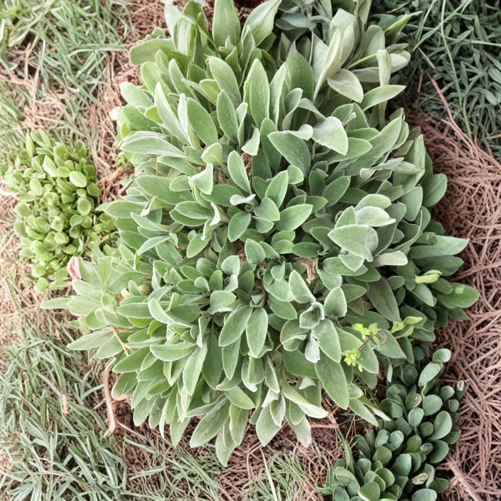 Lamb's Ear – Stachys byzantina 10 Live Bare Root Plants | Silver Foliage Perennial | Ground Cover | Easy to Grow