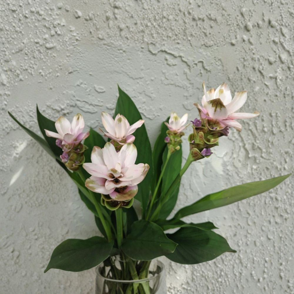White Siam Tulip – Curcuma alismatifolia 6 Bare Live Plants | Summer Tulip Ginger | Tropical Flowering Perennial | Easy to Grow