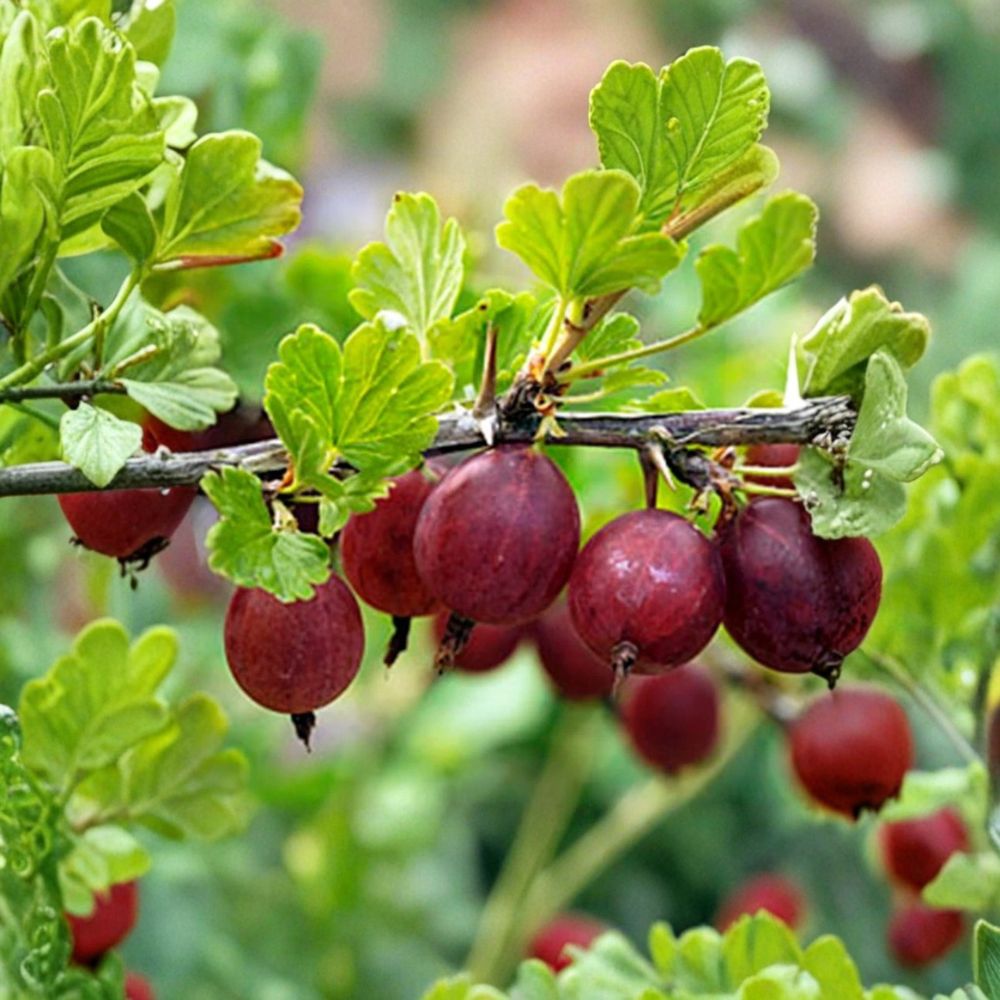 Hinnomaki Red Gooseberry – Ribes uva-crispa Live Rooted Starter Plant | Edible Fruit Shrub | Self-Pollinating | Zones 3–7