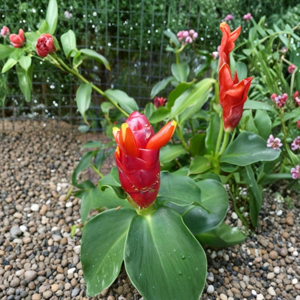 Red Button Ginger – Costus woodsonii 2 Live Rhizomes | Tropical Flowering Plant | Shade Loving Perennial | Easy to Grow