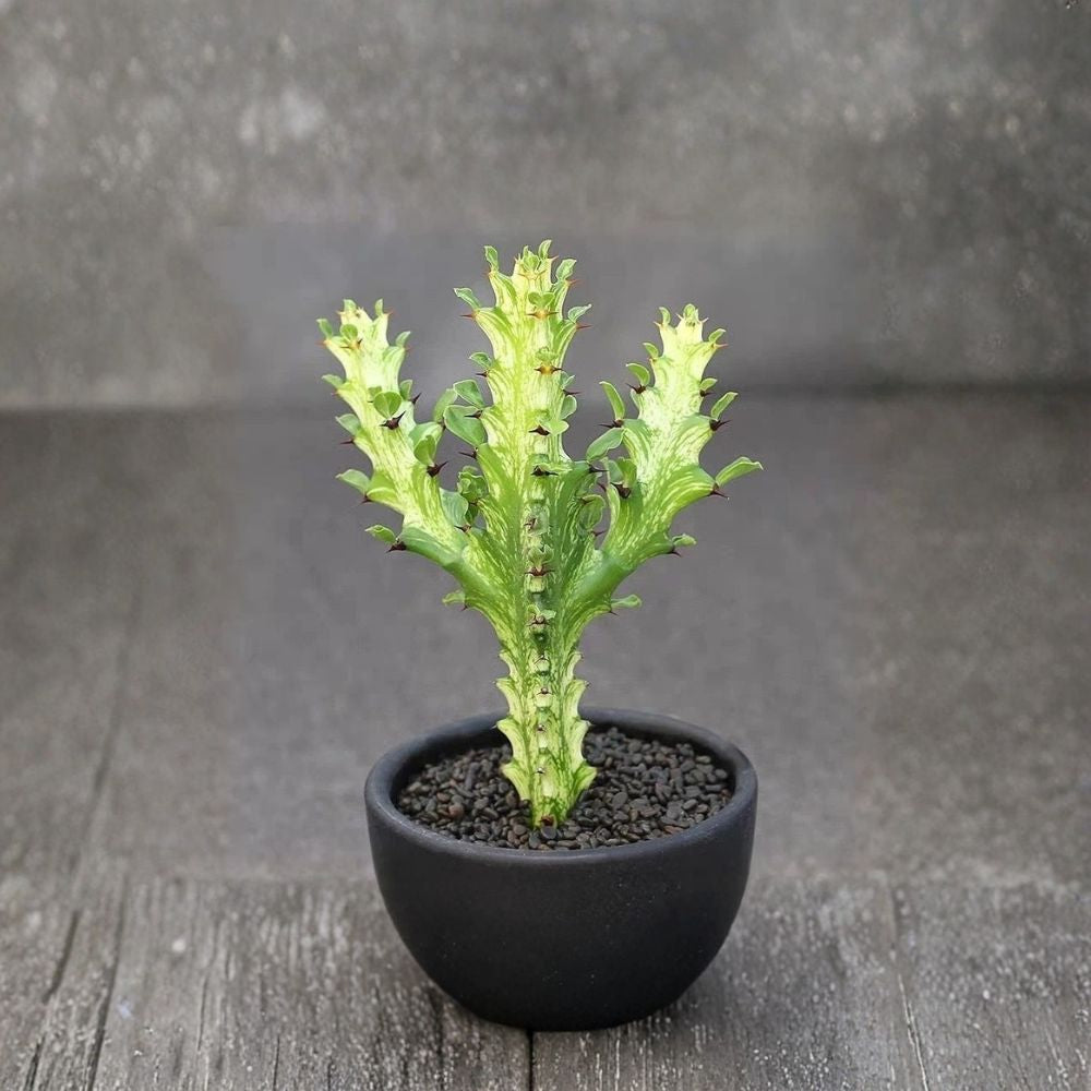 Variegated Dragon Bone Cactus – Euphorbia lactea Live Bare Root Succulent | Architectural Ornamental Plant | Easy Care Indoor & Outdoor