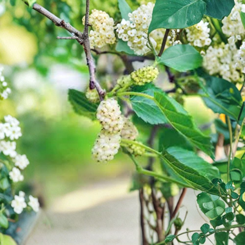 White Mulberry Tree Live Plant | 12–24 Inches Tall | Morus alba Bare Root | Hardy Fruit Tree | Ready to Plant