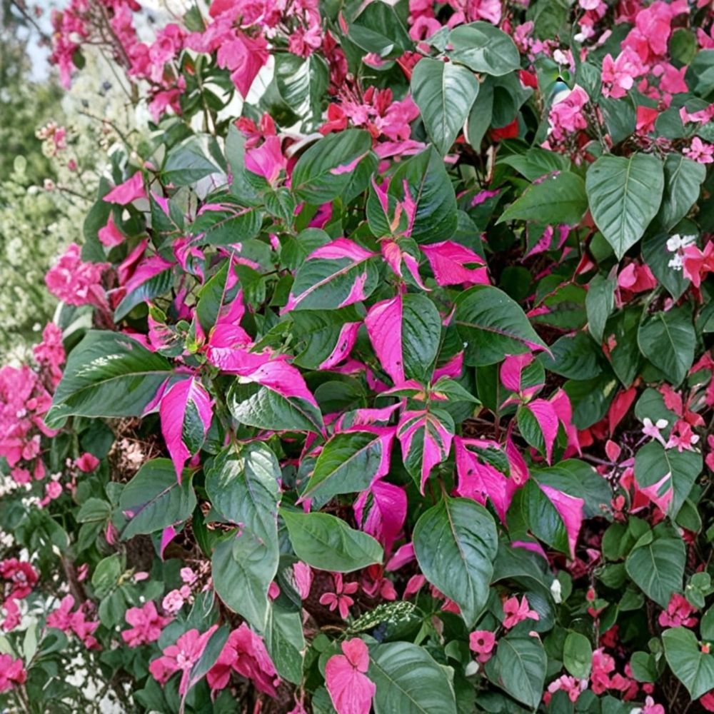 Alternanthera ‘Party Time’ – 2 Live Starter Plants | 4–6 Inches Tall | Root Ball Shipment | Colorful Tropical Foliage | Easy to Grow