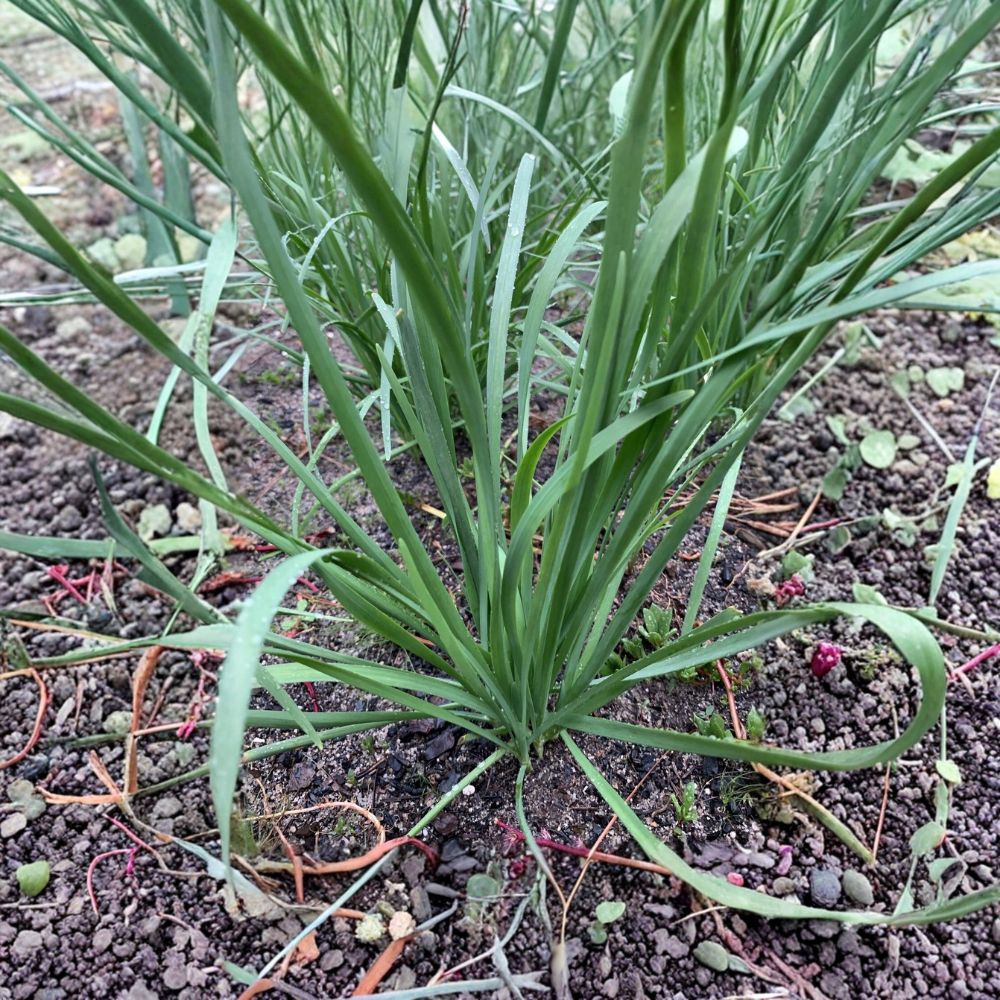 Garlic Chives – 50 Live Bare Root Stalks | Organic Non-GMO Chinese Chives | Perennial Edible Herb | Easy to Grow