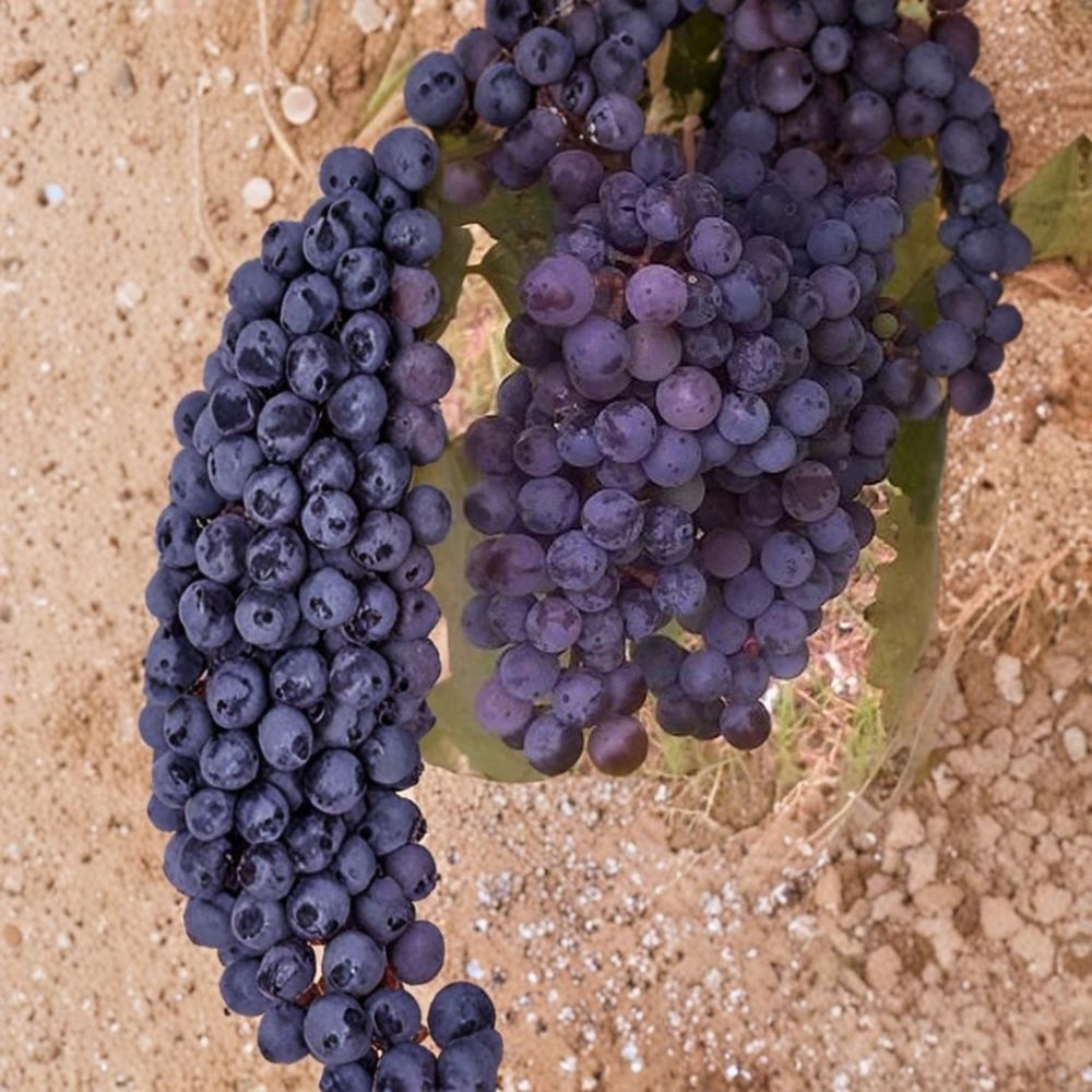 Zinfandel Wine Grape Vine – Live Fruit Plant | 3 Gallon Size | Self-Fertile Wine Grape | Home Vineyard Vine | Easy to Grow