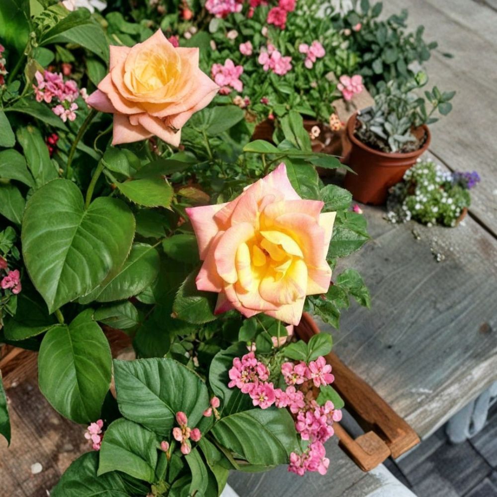 Jacob's Robe Climbing Rose – Yellow Pink Red Live Plant | 1 Gallon Size | Large Double Blooms | Colorful Climbing Rose Vine | Easy to Grow Garden Rose