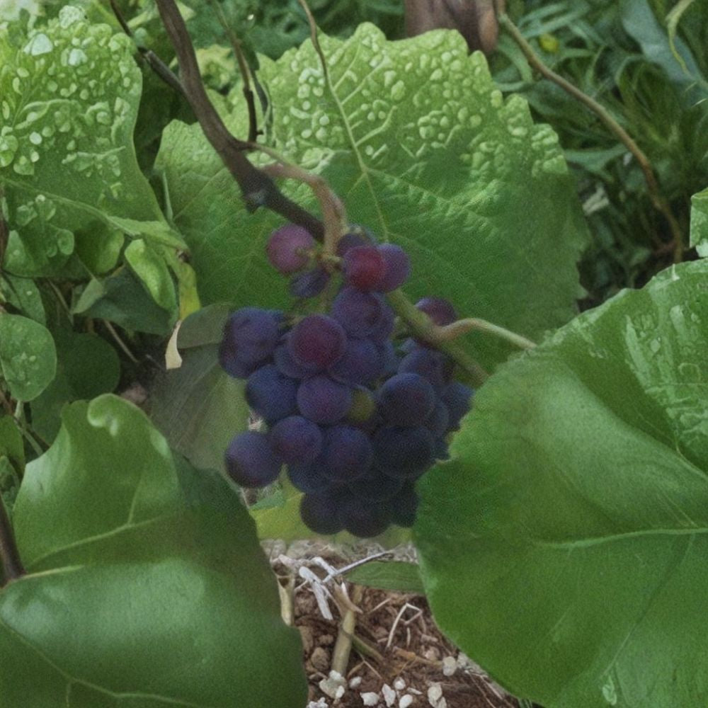 Saturn Blue Seedless Grape Vine – Live Fruit Plant | 2 Gallon Size | Large Seedless Blue Grapes | Self-Fertile Vineyard Vine | Easy to Grow