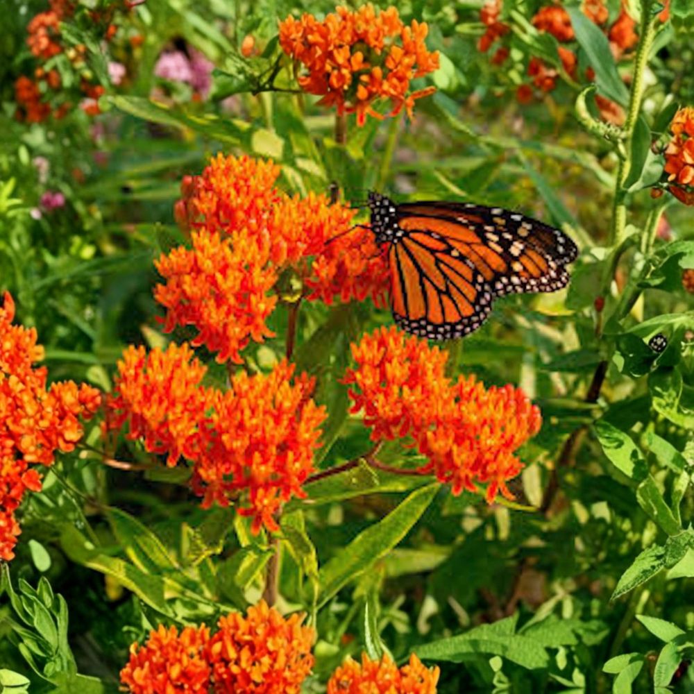 Butterfly Weed – Asclepias tuberosa Live Bare Root Plants | Set of 3 | Native Milkweed Pollinator Perennial
